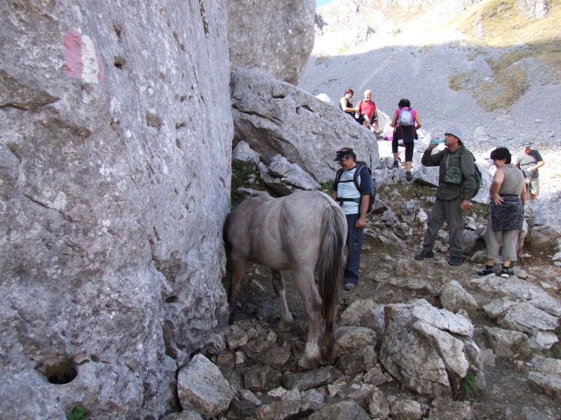 Animali al pascolo